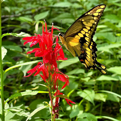 Swallowtail Butterfly on a Cardinal Flower