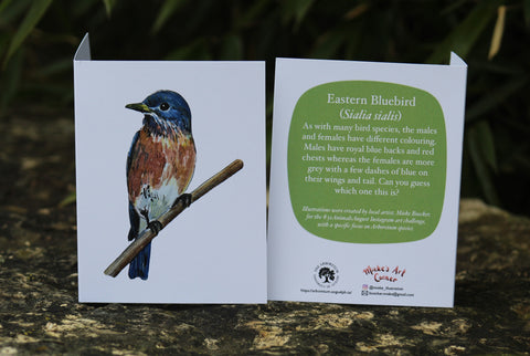 Greeting Card with Envelope. The front of the card features beautifully illustrated Eastern Bluebird. The back includes the name of the creature as well as the following text " As with many bird species, the males and females have different coloring Males have royal blue backs and red chests whereas the females are greyer with a few dashes of blue on their wings and tail. Can you guess which one this is?".  The inside of the card is blank. Illustrations are by local artist Mieke Boecker. 