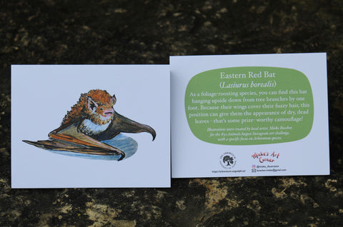 Greeting Card with Envelope. Front of card features beautifully illustrated images of a Eastern Red Bat. The back includes the name of the creature as well as the following text "As a foliage-roosting species, you can find this hat hanging upside down from tree branches by one. Because their wings cover their fuzzy hair, this position can give them the appearance of dry, dead leave- that's some prize - worthy camouflage!". The inside of the card is blank. Illustrations are by local artist Mieke Boecker. 