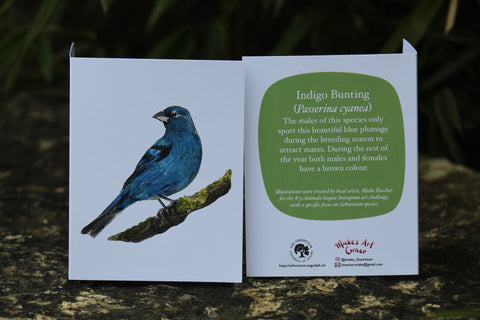 Greeting Card with Envelope. The front of the card features a beautifully illustrated image of a Indigo Bunting. The back includes the name of the creature as well as the following text “The males of this species only sport this beautiful plumage during the breeding season to attract mates. During the rest of the year both males and females have a brown color”.The inside of the card is blank. Illustrations are by local artist Mieke Boecker. 