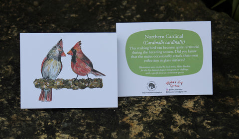 Greeting Card with Envelope. Front of card features beautifully illustrated images of Northern Cardinal's. The back includes the name of the creature as well as the following text "This striking bird can become quite territorial during the breeding season. Did you know that the males occasionally attack their own reflection in glass surfaces?". The inside of the card is blank. Illustrations are by local artist Mieke Boecker. 