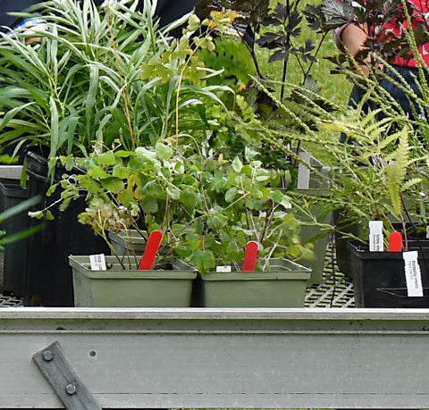 image of plants in pots on a table from a previous plant sale