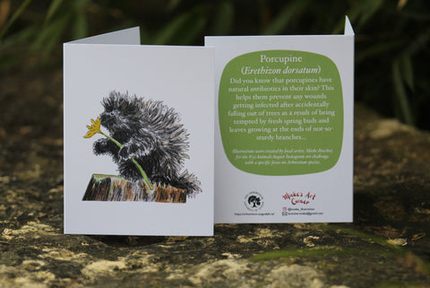 Greeting Card with Envelope. Front of card features image of a Porcupine. The back includes the following text" Did you know that porcupines have natural antibiotics in their skin? This helps them prevent any wounds getting infected after accidentally failing out of trees as a result of being tempted by fresh spring buds and leaves growing at the ends of not-so-sturdy branches". The inside of the card is blank. Illustrations are by local artist Mieke Boecker. 