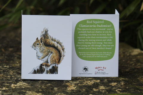 Greeting Card & Envelope. Front of card features image of a Red Squirrel. The back includes the following text “This species is very territorial - you’ve probably had one chatter at you for standing too close to its tree. Red squirrels relax their territoriality a bit during the mating season and while they’re raising their young- but once their young are old enough, they too are shooed out of their mother’s house!”. The inside of the card is blank. Illustrations are by local artist Mieke Boecker. 