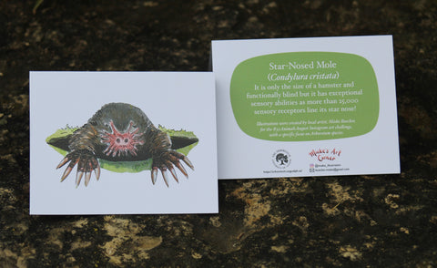 Greeting Card with Envelope. The front of the card features an illustrated image of the Star-Nosed Mole Eastern Bluebird. The back includes the name of the creature as well as the following text "It is only the size of a hamster and functionally blind but it has exceptional sensory abilities as more than 25, 000 sensory receptors line its star nose".  The inside of the card is blank. Illustrations are by local artist Mieke Boecker. 