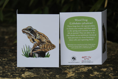 Greeting Card with Envelope. Front of card features beautifully illustrated image of a Wood Frog. The back includes the name of the creature as well as the following text" These frogs have the special ability to freeze over winter and thaw again in the spring and continue on life as normal. They are able to do this thanks to antifreeze chemical that prevents ice from forming in their cells and rupturing them!". The inside of the card is blank. Illustrations are by local artist Mieke Boecker. 