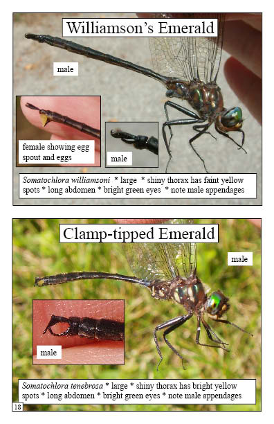 Samples page with photos of Williamson's and Clamp-tipped Emerald Dragonflies with details on anatomy from Dragonflies Booklet