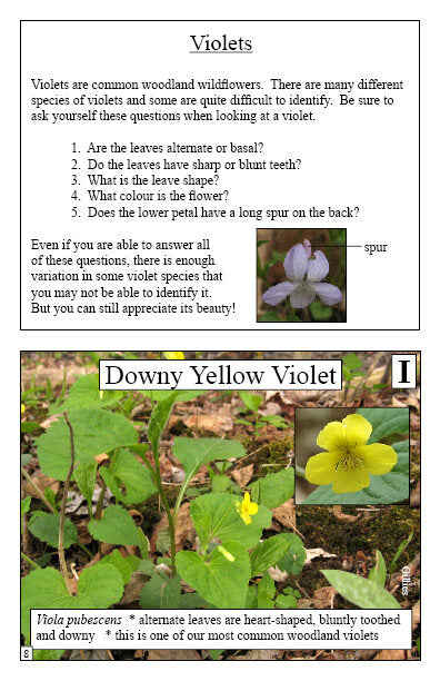 Samples page with photo of Downy Yellow Violet and and details on anatomy  from Spring Woodland Wildflowers Booklet