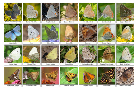 Back side of Biodiversity Sheet - Contains 28 labelled images of Butterflies