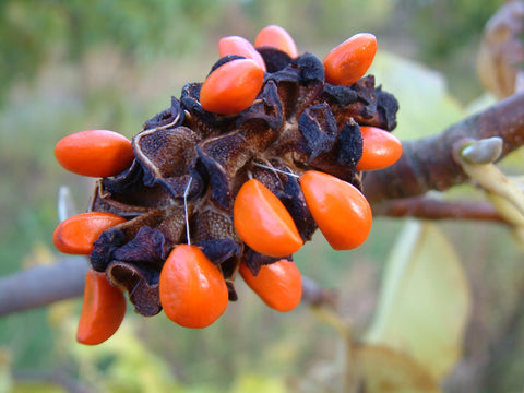 cucumber tree fruit