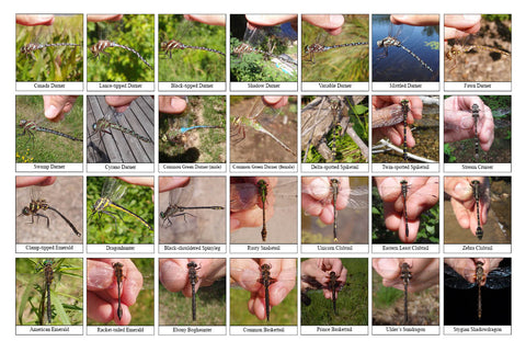 Back side of Biodiversity Sheet - Contains 28 labelled images of Dragonflies