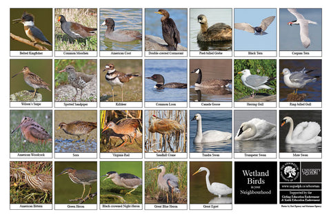 Back side of Biodiversity Sheet - Contains 27 labelled images of  Wetland Birds