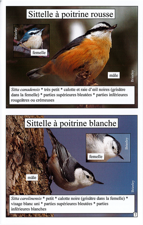 Samples French page with photos of Red-breasted and White-breasted Nuthatch with details on anatomy from French Feeder Birds Booklet