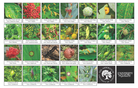 Biodiversity Sheet - Galls