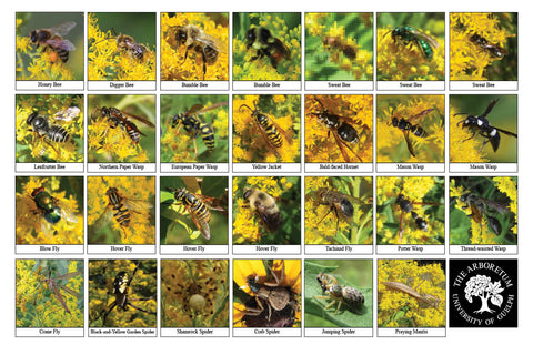 Back side of Biodiversity Sheet - Contains 27 labelled images of Goldenrod Life