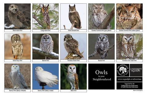 Back side of Biodiversity Sheet - Contains 13 labelled images of  Owls