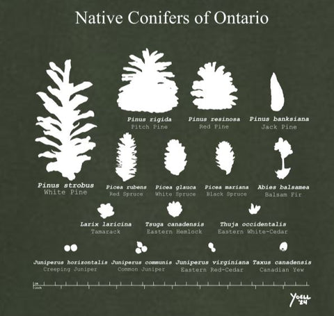 image of the back of Native Conifers on Ontario images and text on the back of the sweatshirt