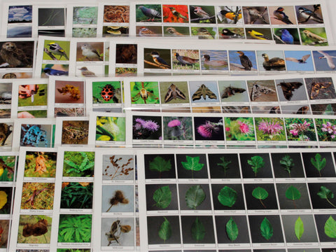 collage of some biodiversity sheets