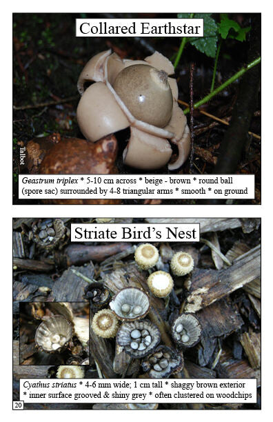 Samples page with photos of Collared Earthstar and Striate Bird's Nest Mushrooms with details on anatomy from Mushrooms Booklet