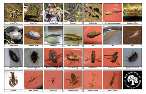 Front side of Biodiversity Sheet - Contains 27 labelled images of Pond Life