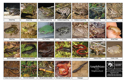 Back side of Biodiversity Sheet - Contains 26 labelled images of Amphibians