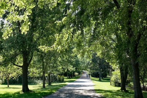 Arboretum Promenade with people running on it