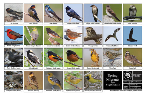 Back side of Biodiversity Sheet - Contains 26 labelled images of Spring Migrant Birds