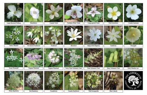 Front side of Biodiversity Sheet - Contains 27 labelled images of Spring Woodland Wildflowers