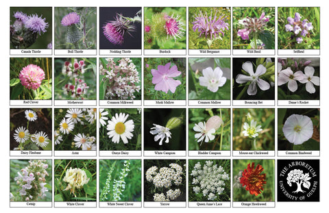 Back side of Biodiversity Sheet - Contains 27 labelled images of Summer Field Wildflowers