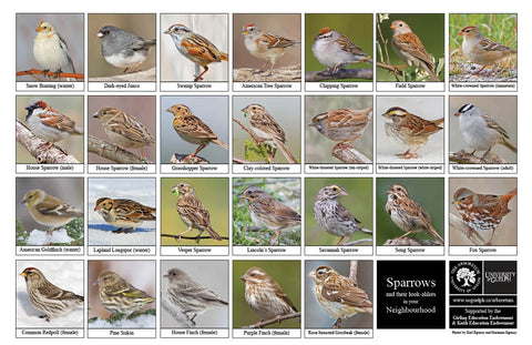 Back side of Biodiversity Sheet - Contains 26 labelled images of Sparrows